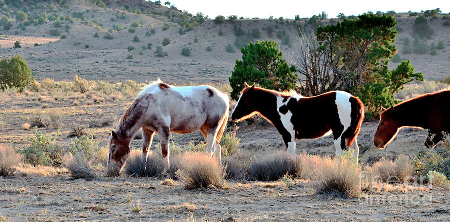Two And One Half Horses Photograph