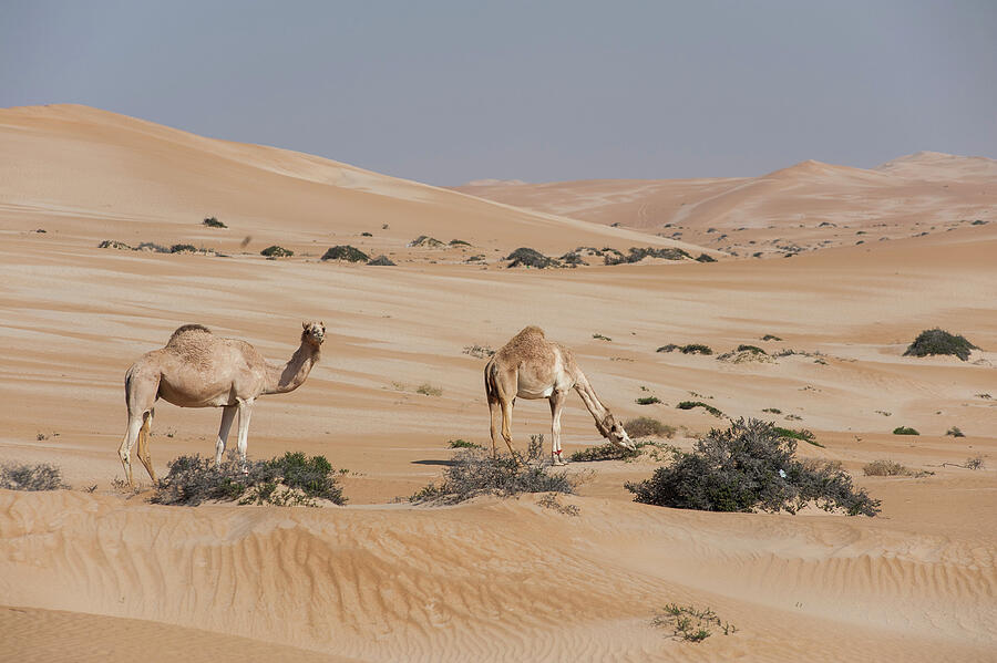 Two Arabian Camels / Dromedaries Feeding In The Sparse Photograph by ...