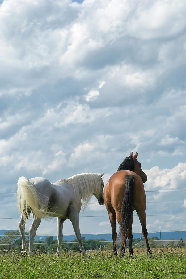 Two Arabian Horses Under Summer Sky Photograph by Catnap72