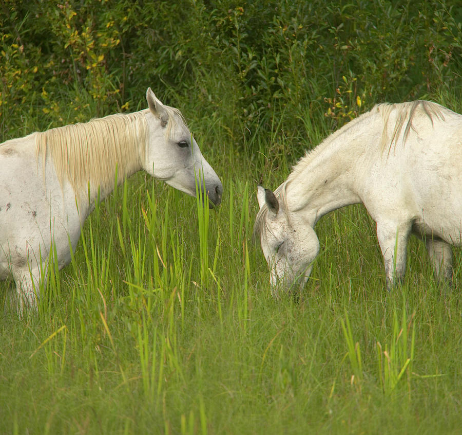 Two Arabian Mares Grazing In Tall Photograph by Eastcott Momatiuk