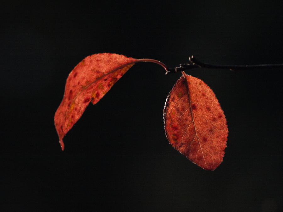 Two Autumn Red Leaves Photograph by Richard Thomas