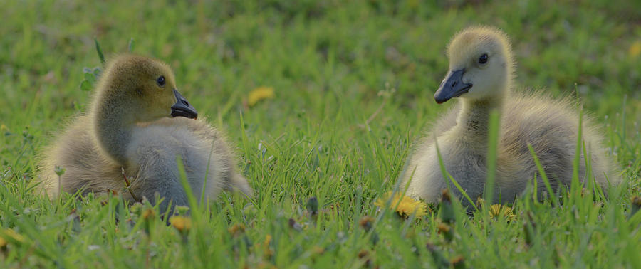 A pair of baby Canadian geese Photograph by Jennifer Wallace