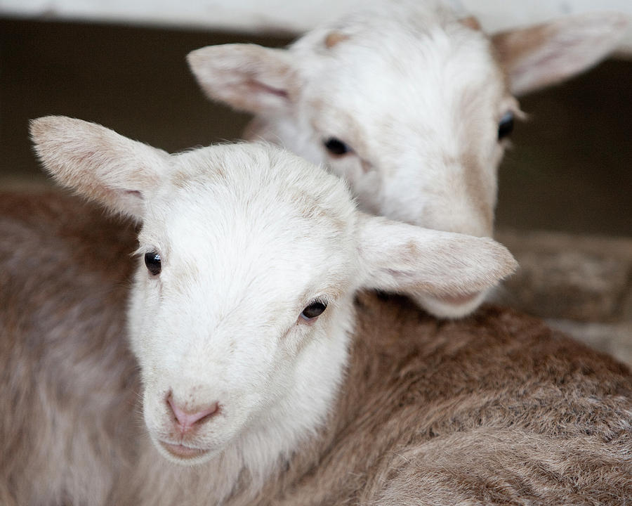 Two Baby Sheep Heads and Ears Photograph by Robert Redfield - Fine Art ...