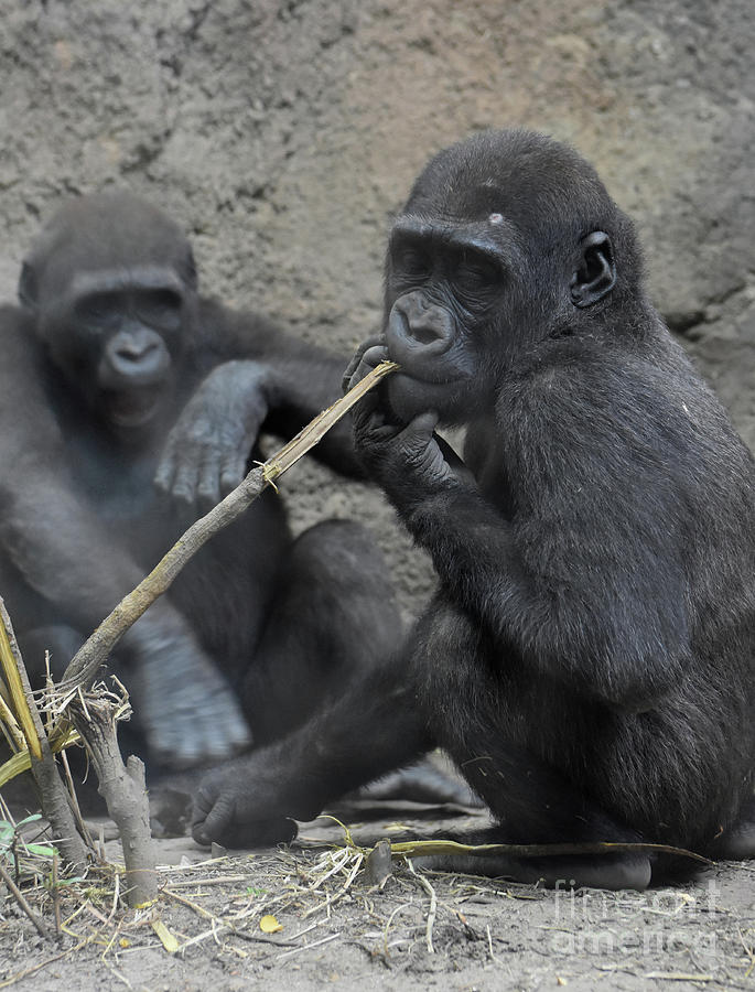 baby silverback gorillas