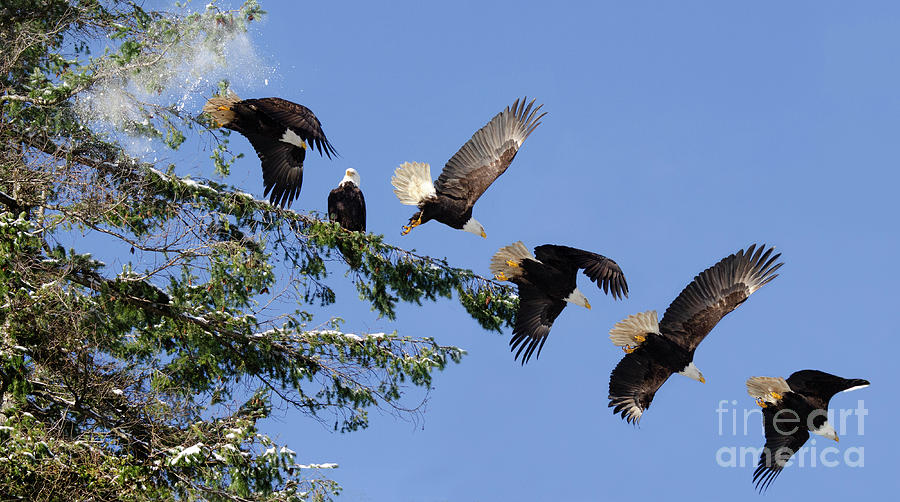 Eagle Photograph - Two Bald Eagles  by Bob Christopher