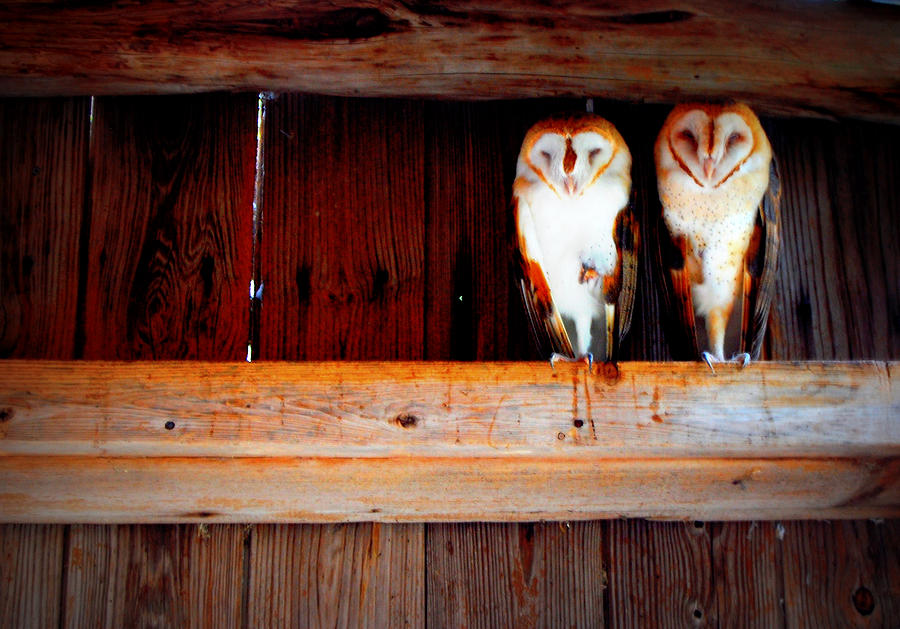 Two Barn Owls Sitting On A Wood Beam Of Photograph by Meredith Winn Photography