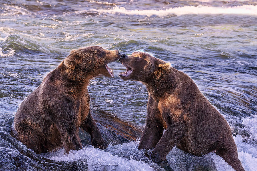 Two Bears Fighting Photograph by Nancy Niu - Fine Art America