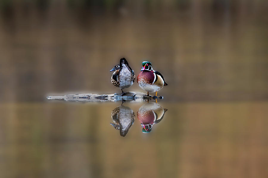 Two beautiful duck hanging out in middle of stream Photograph by Dan Friend