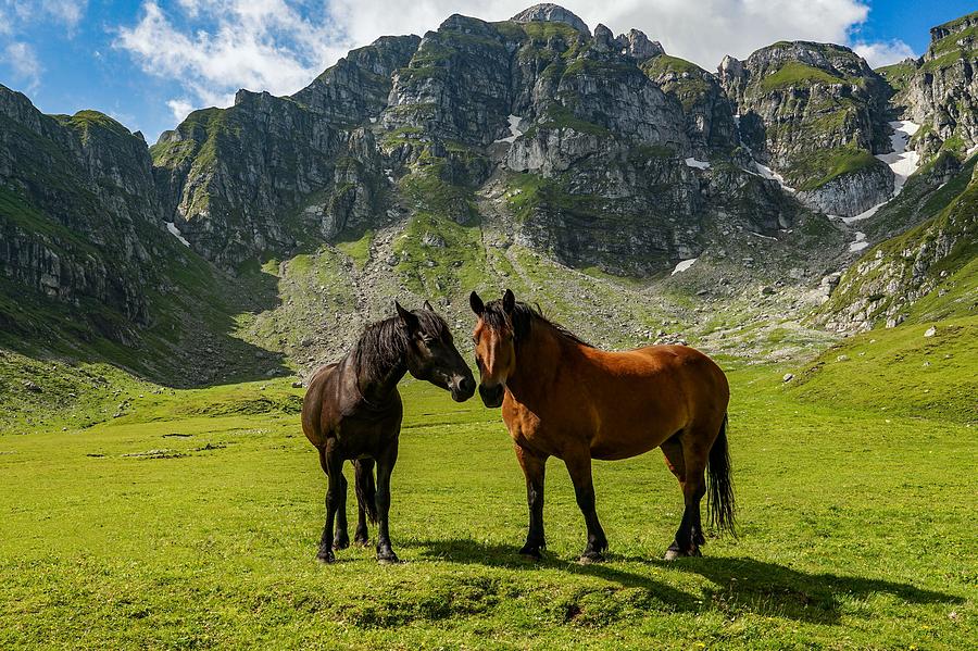 Two beautiful horses seen in Bucegi mountains, Romania. Photograph by George Afostovremea