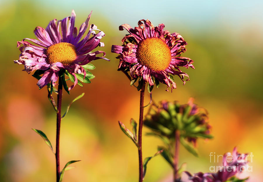 Two beautiful withered red aster blossoms sunbathing in the autumn sun. Photograph by Ulrich Wende