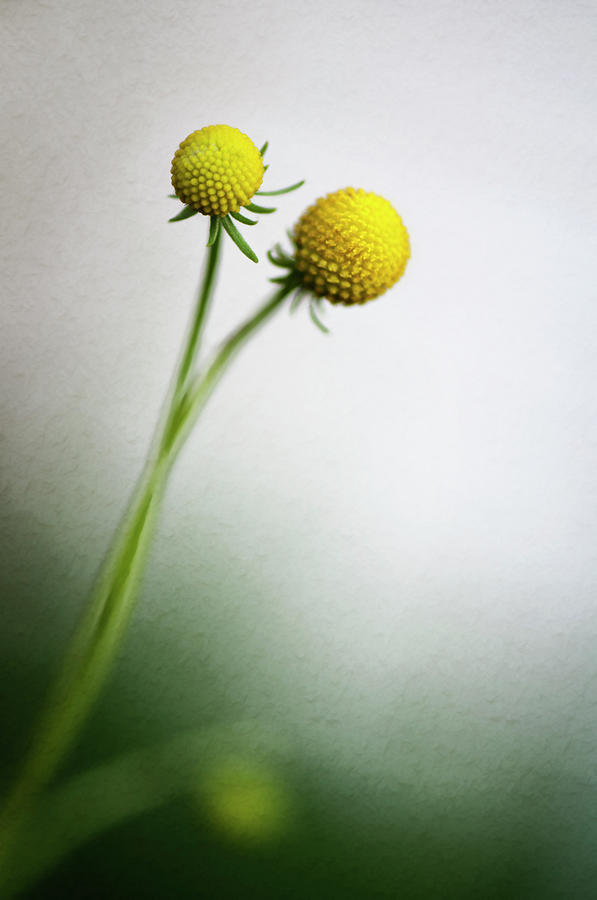 Two Billy Buttons Craspedia Flowers Photograph by Maria Mosolova