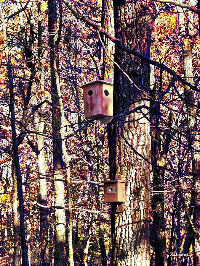 Two Birdhouses in the Autumn Woods Photograph by Susan Savad