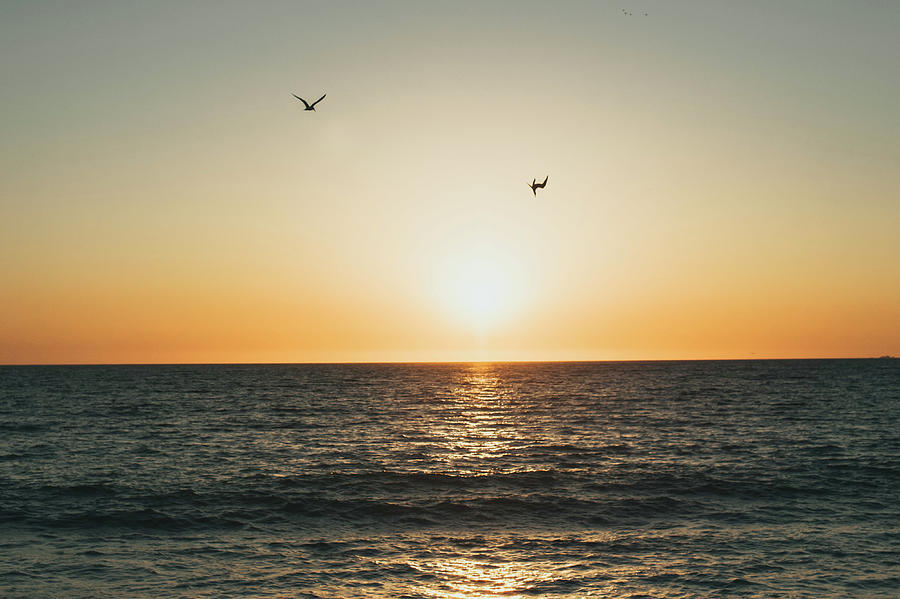 Two Birds Flying Over Pacific Ocean As Sun Sets Over Water In Mexico ...