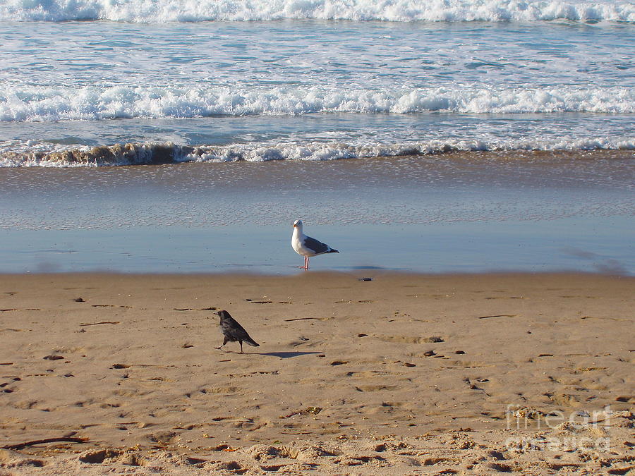 Two Birds on the Beach Photograph by George Hite