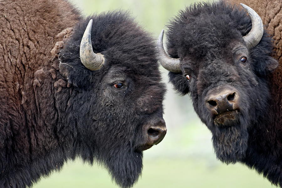 Two Bison Bison Bison Bulls Facing Off Photograph by James Hager ...