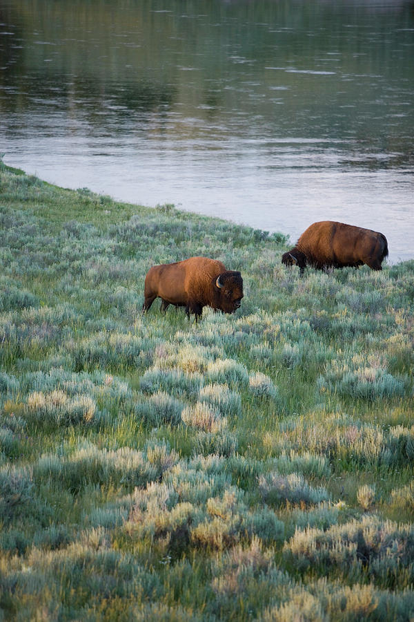 Two Bison Bison Bison Linnaeus, Grazing Photograph by Philip Nealey