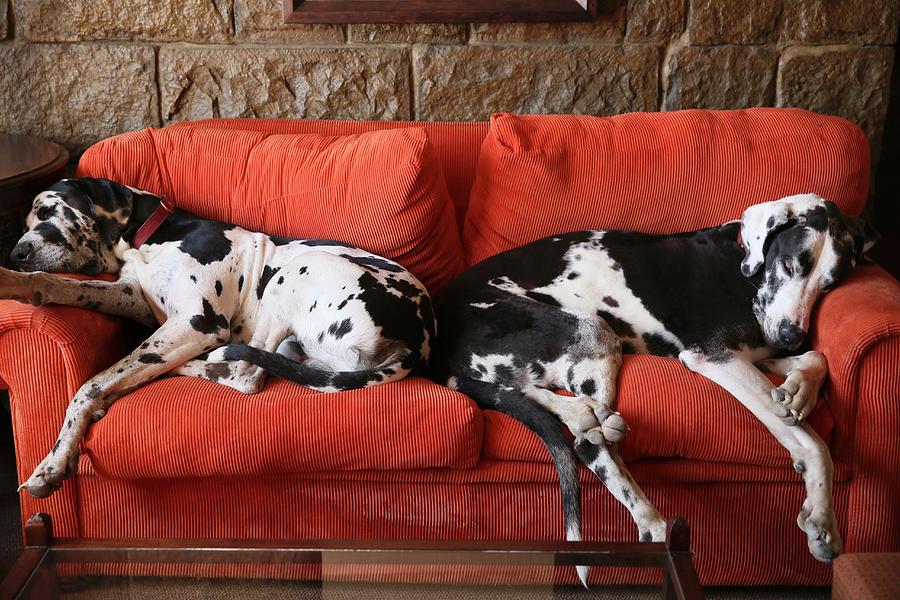 Great dane outlet on a couch