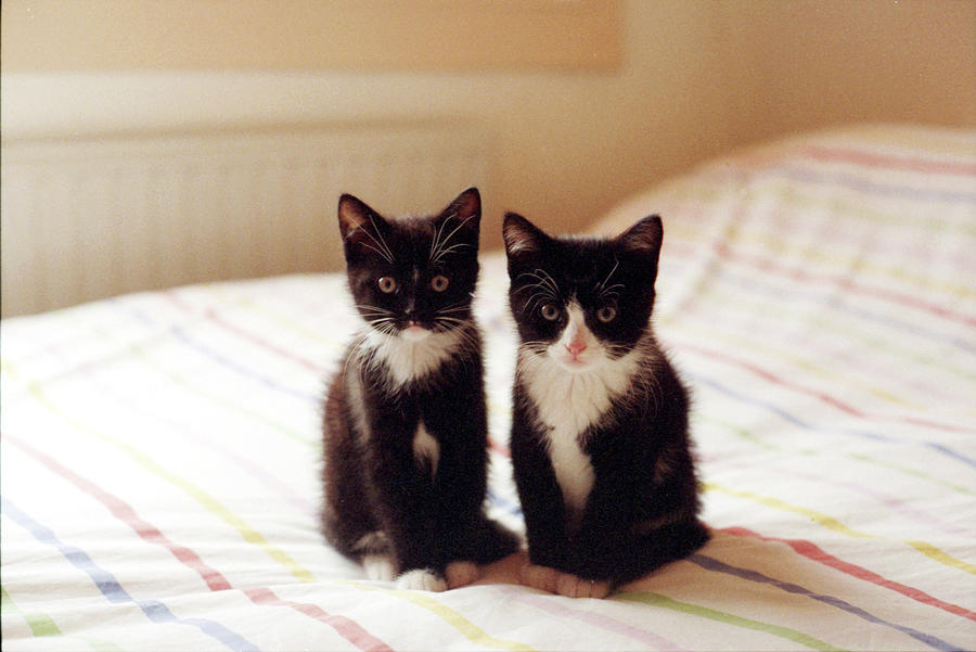 Two Black And White Kittens by Ineke Kamps