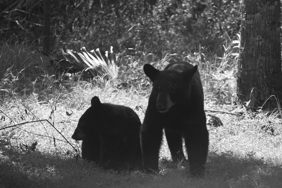 Two Black Bears  Photograph by Lindsey Floyd
