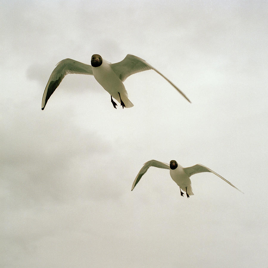 Two Black Headed Gulls Larus Ridibundus Photograph by Mark Horn