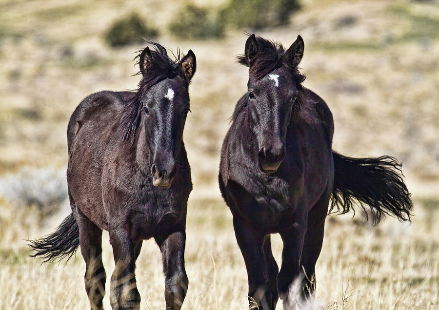 Two Black mustang foals Photograph by Waterdancer