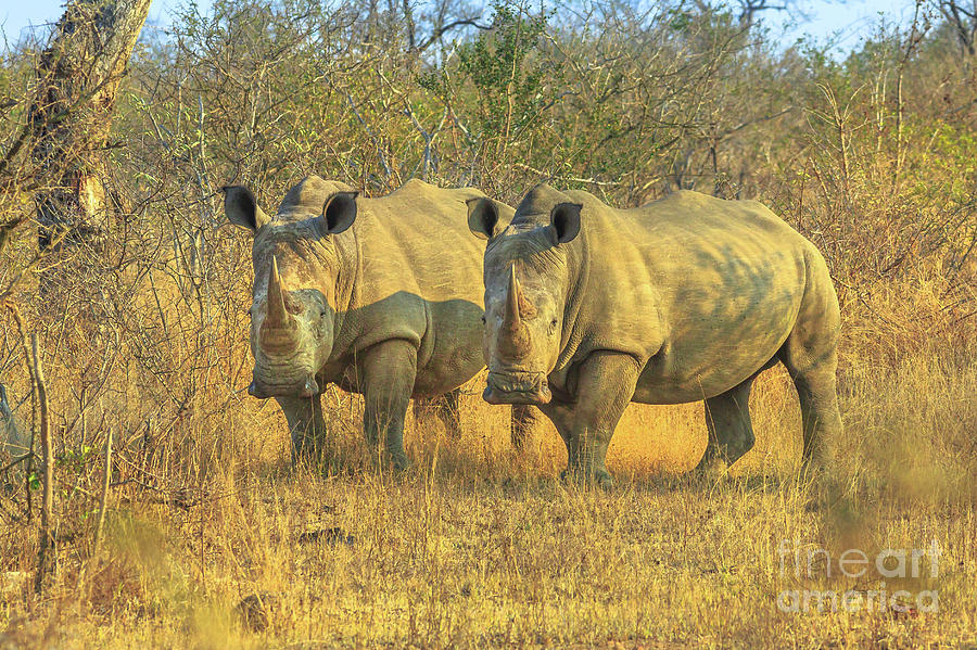 Two Black Rhino Photograph by Benny Marty