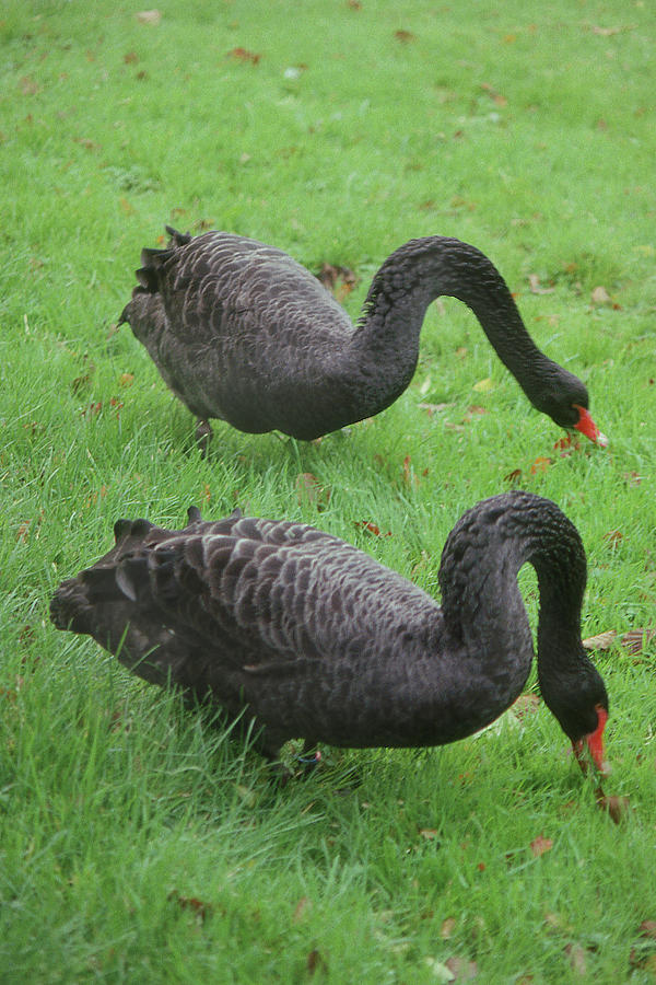 Two Black Swans Photograph by Jerry Griffin