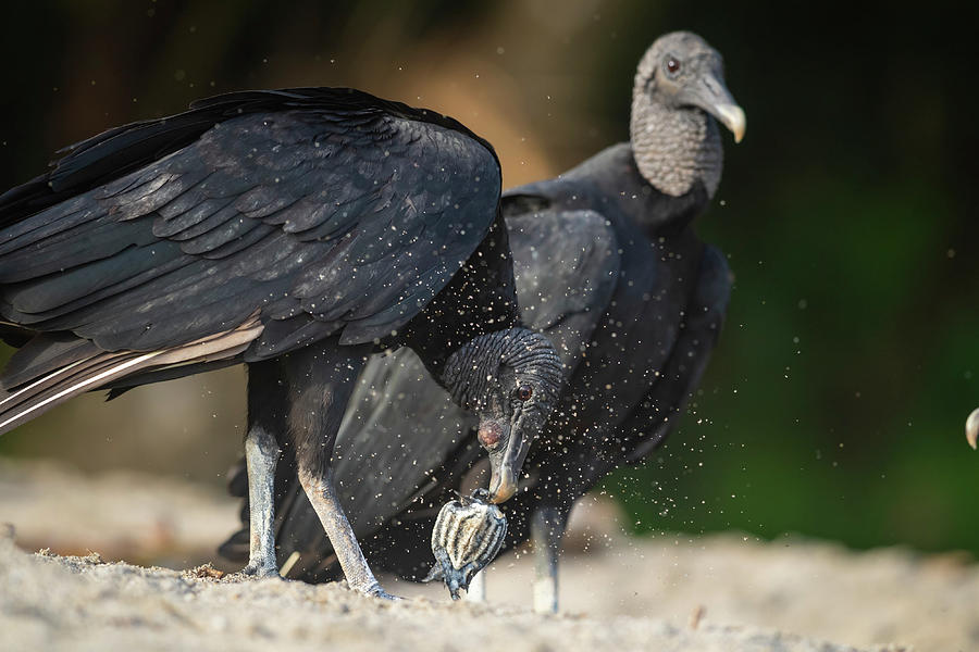 Two Black Vultures Scavenging On Beach, One With Photograph by Tui De ...