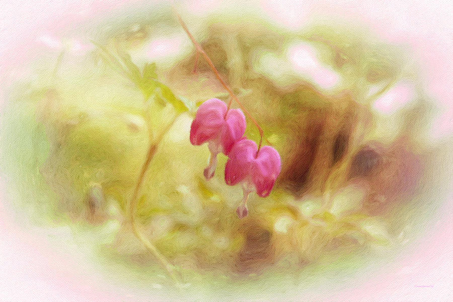 Two Bleeding Hearts Photograph by Diane Lindon Coy
