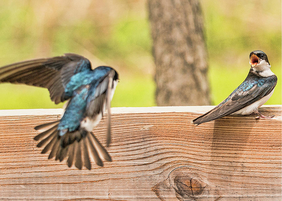 two-blue-birds-photograph-by-cordia-murphy-fine-art-america