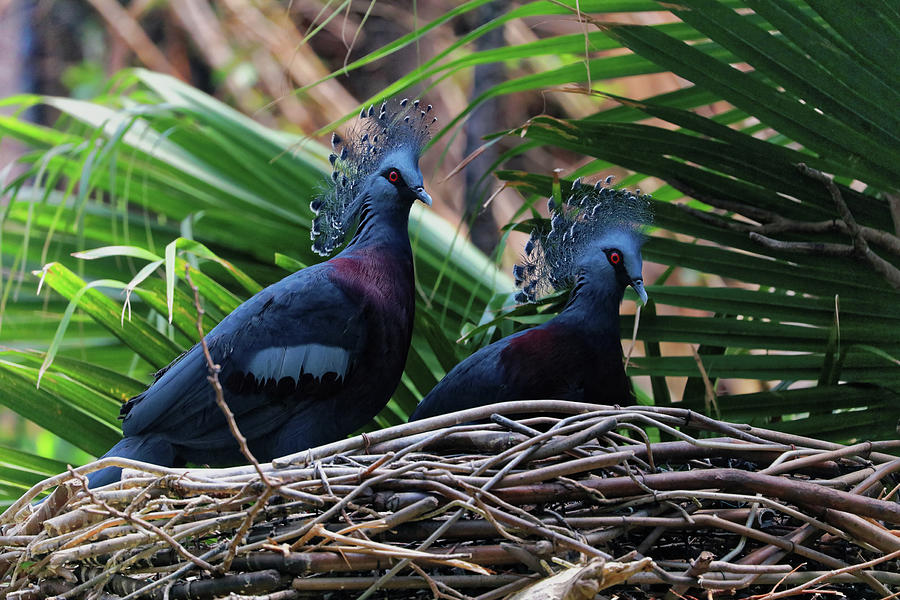Victoria Crowned Pigeons Photograph by Doolittle Photography and Art