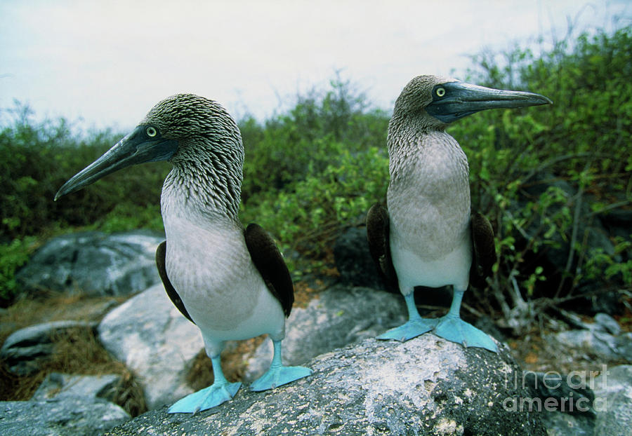 Boobies Photograph - Two Blue-footed Boobies (sula Nebouxii) by John Beatty/science Photo Library
