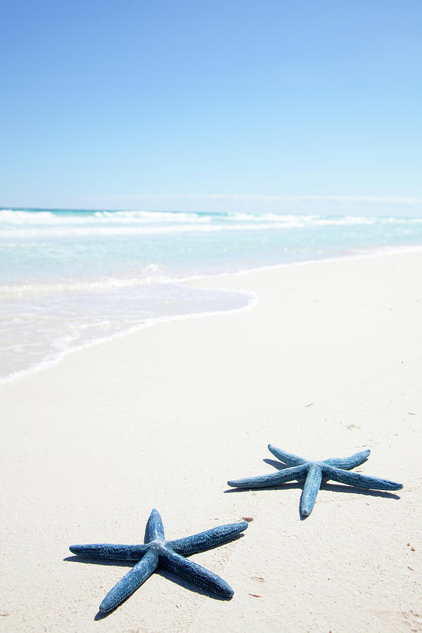 Two Blue Starfish On Tropical Beach Photograph by Lulu