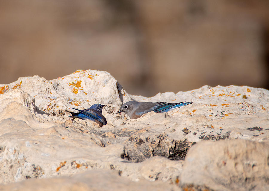Two Bluebirds on the rim of the Grand Canyon Photograph by L Bosco