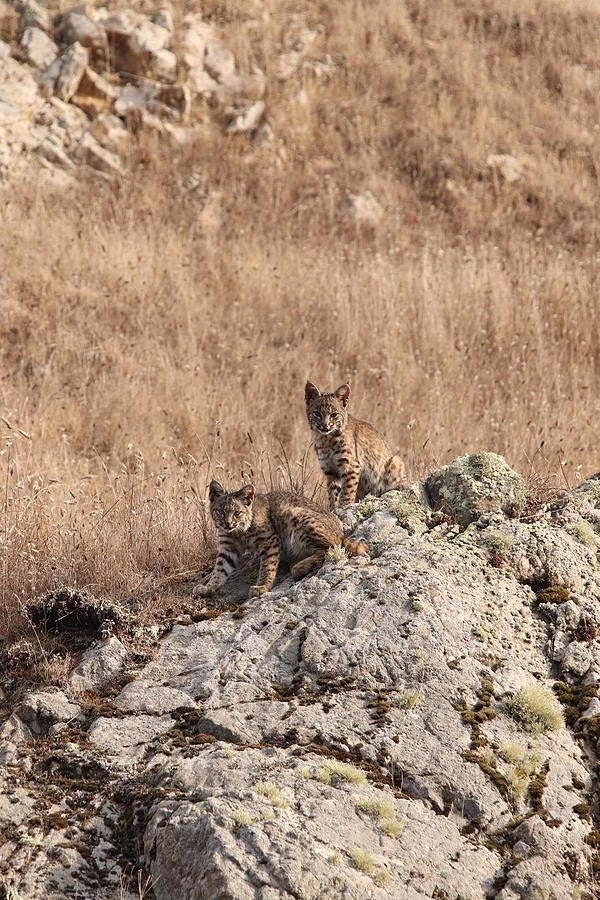 Two Bobcat Kittens by Paul Comish Two Bobcat Kittens by Paul Comish