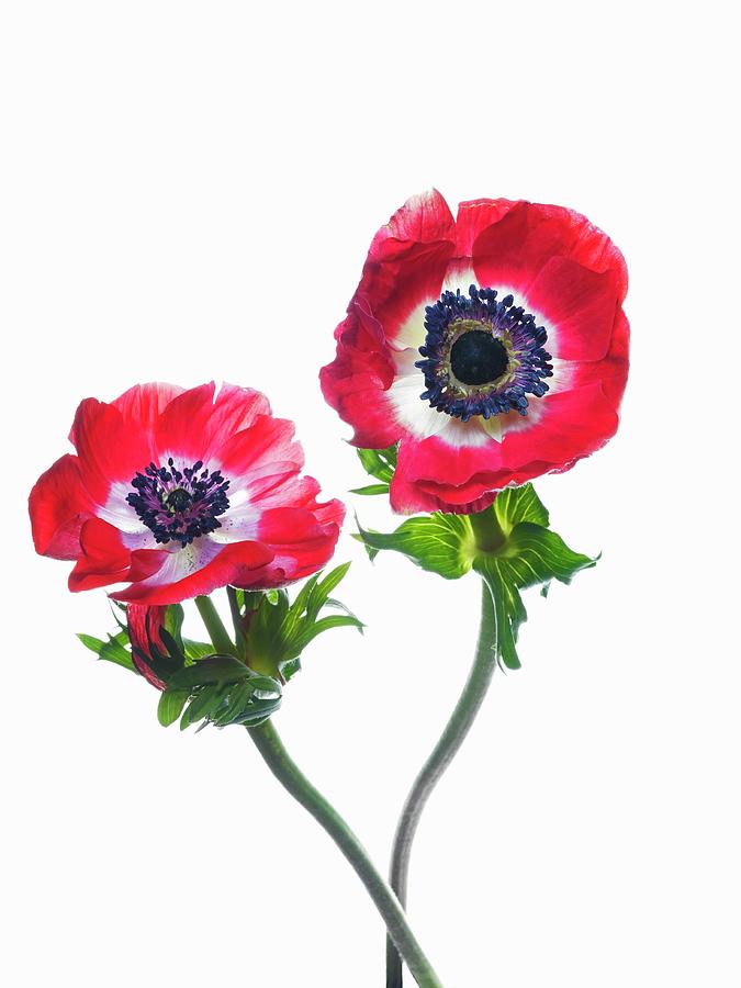 Two Bright Red Anemones With Blue Stamens Set In White Centres Photograph by Johannes Grau