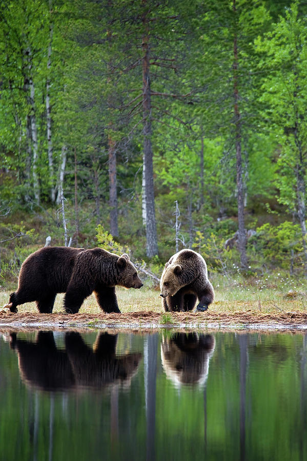 Two Brown Bears Playing At A Lake Photograph by Guenterguni