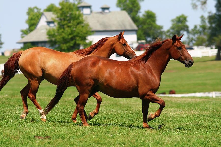 Two Brown Horses Running Through A Photograph by Wsfurlan