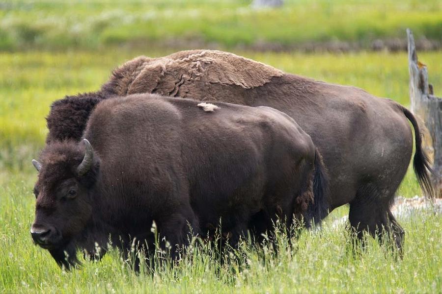 Two Buffalo Photograph by Pauline Motis - Fine Art America