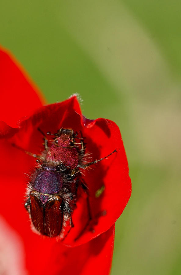 Two Bugs On Red Flower Photograph by Jenysh