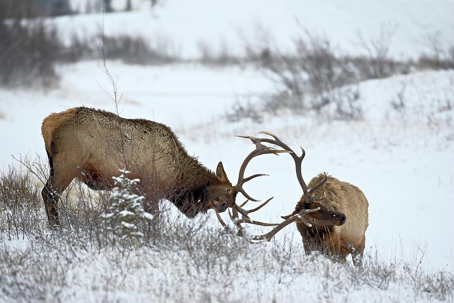 Two Bull Elk Cervus Canadensis Sparring Photograph by James Hager / Robertharding Two Bull Elk Cervus Canadensis Sparring Photograph by James Hager / Robertharding
