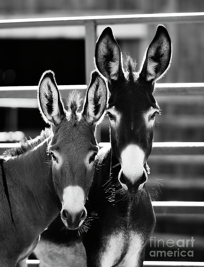 Two Burros Photograph by Carien Schippers