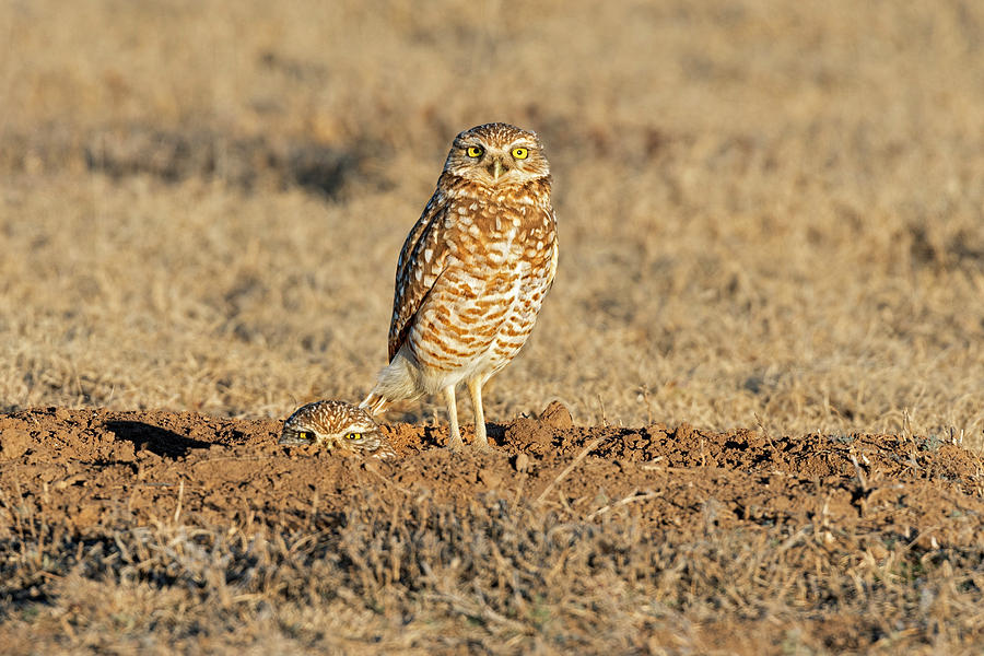 Two Burrowing Owls  Photograph by Gary Langley