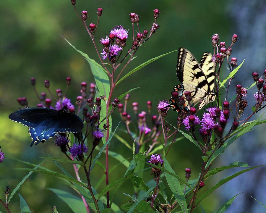Two Butterflies Photograph by Carol Montoya