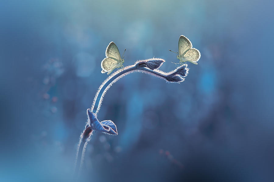 Two Butterflies Meet Each Other Photograph by Andri Priyadi
