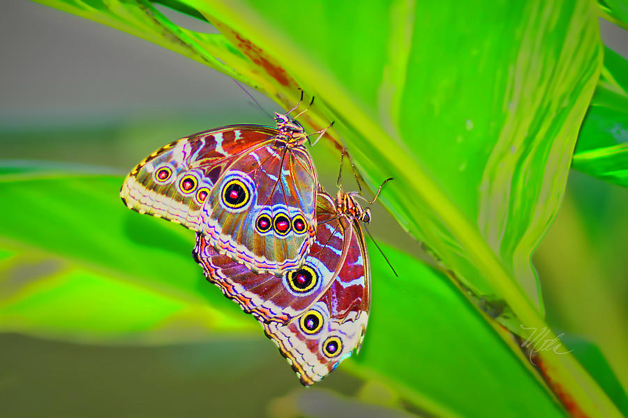 Two Butterflies Photograph by Meta Gatschenberger