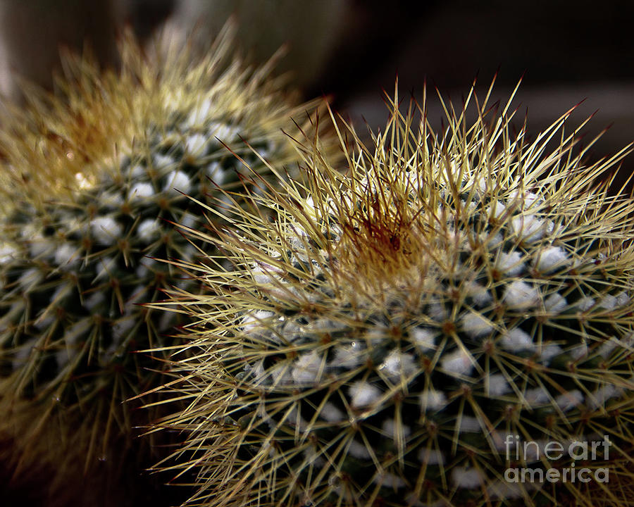 Two Cacti by James Foshee Two Cacti by James Foshee