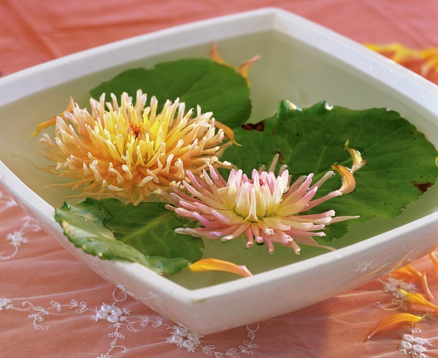 Two Cactus Dahlias And Bergenia Leaves In A Bowl Of Water Photograph by Friedrich Strauss