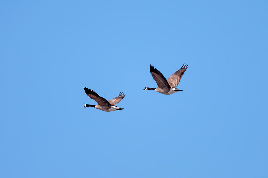 Two Canadian Geese Photograph by Todd Klassy