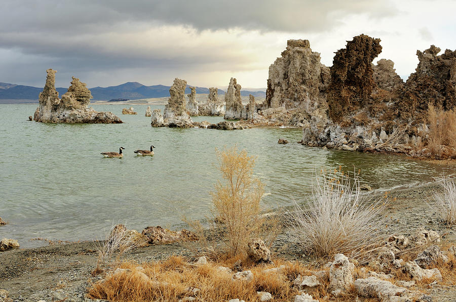 Two Canadian Gooses On Mono Lake Photograph by Rezus
